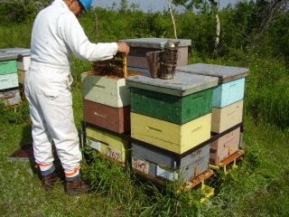 Cell builder hives.