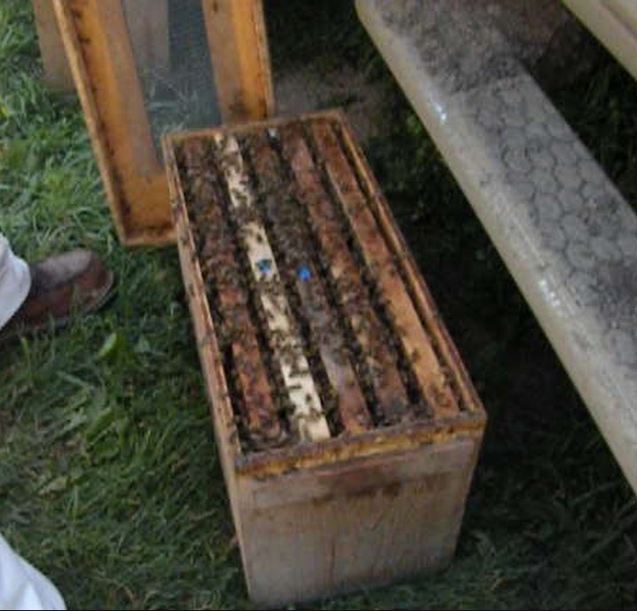 Lots of young bees are enclosed into swarm boxes with a minimum of 1 comb of pollen and 1 comb of liquid honey.