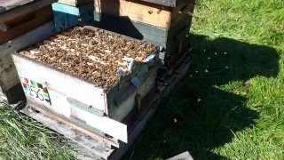 Hive ready to be wrapped for winter.