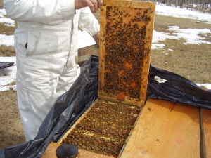 Mating Nuc Hive