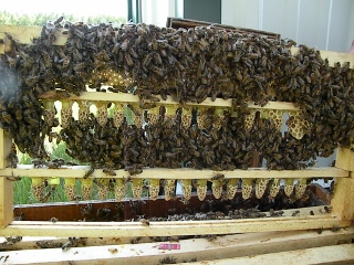 Queen cells in plastic cups coming out of cell builders.